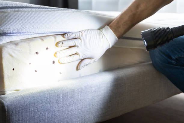 Best Pest Control Near Me in Early, TX