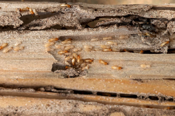 Trusted Early, TX Pest Control Experts